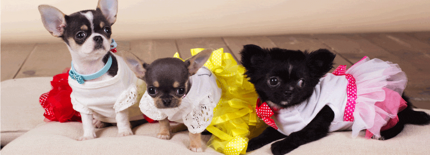 Preppy Princess Puppy Boutique