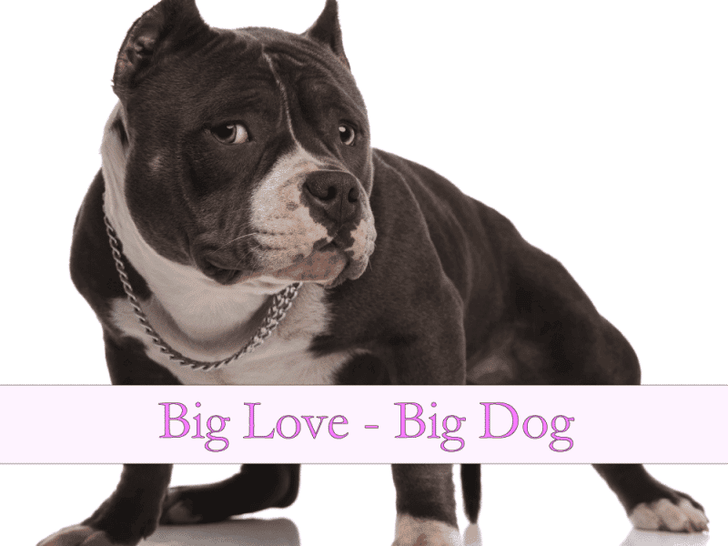 Gift Card Big Dog 1