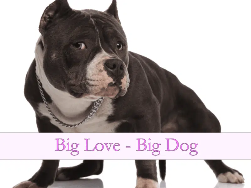 Gift Card Big Dog 1