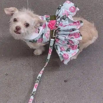 Pink Rose Harness Dress with Matching Leash