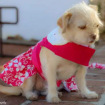 Pink Hibiscus Dress with Matching Leash
