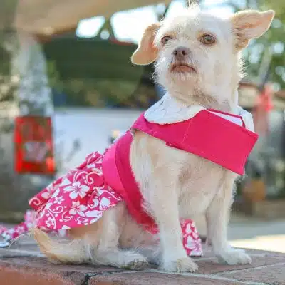 Pink Hibiscus Dress with Matching Leash