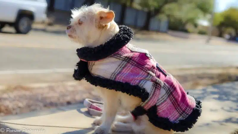 Sherpa-Lined Dog Harness Coat – Hot Pink & Tan Plaid