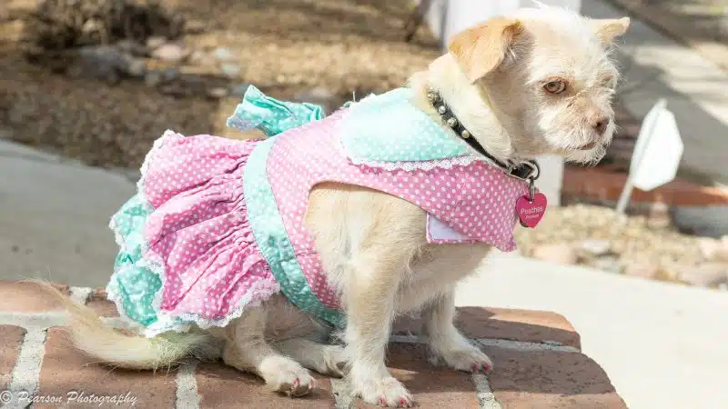 Polka Dot and Lace Dog Dress Set with Leash - Pink and Teal