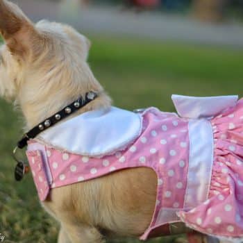Polka Dot and Lace Dress Set & Leash – Pink