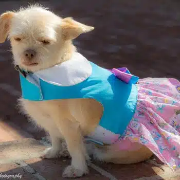 Pink and Blue Plumeria Floral Dog Dress