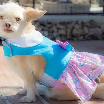 Pink and Blue Plumeria Floral Dog Dress