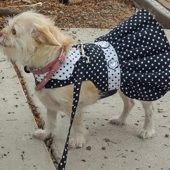 Polka Dot Dog Dress - Black and White