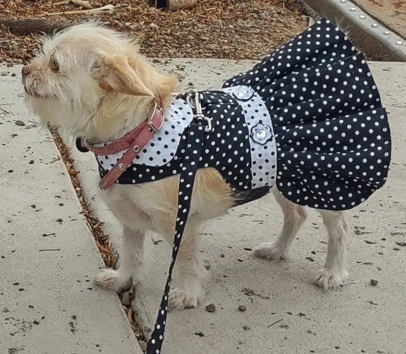 Polka Dot Dog Dress - Black and White