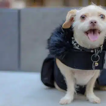 Wool Fur-Trimmed Dog Harness Coat - Black