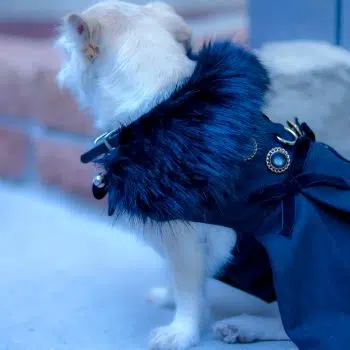 Wool Fur-Trimmed Dog Harness Coat - Black