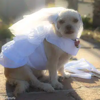 Wedding Dress Harness with Veil & Matching Leash