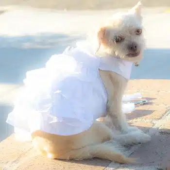 Wedding Dress Harness with Veil & Matching Leash