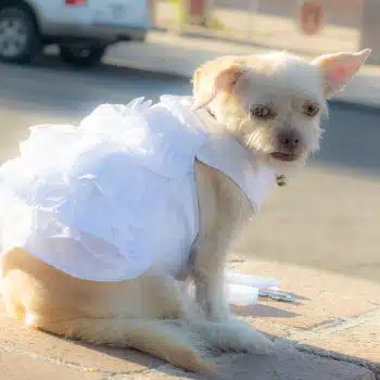 Wedding Dress Harness with Veil & Matching Leash