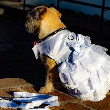 Wedding Dress Harness with Veil & Matching Leash