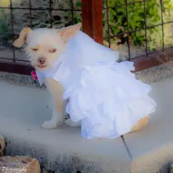 Wedding Dress Harness with Veil & Matching Leash