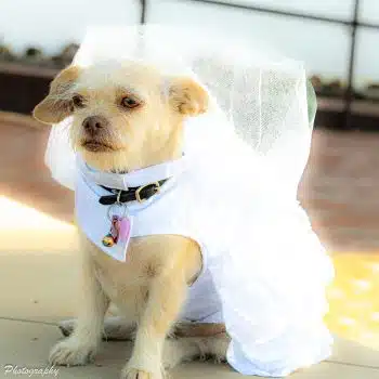 Wedding Dress Harness with Veil & Matching Leash