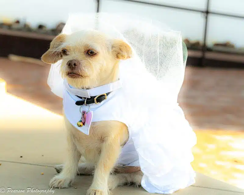 Wedding Dress Harness with Veil & Matching Leash