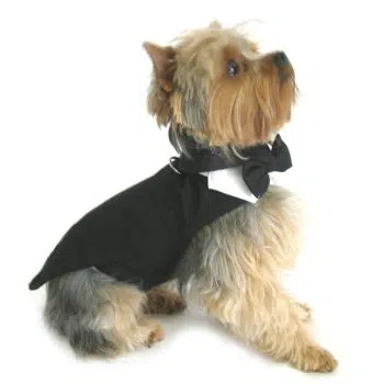 Black Dog Harness Tuxedo w/Tails, Bow Tie, and Cotton Collar