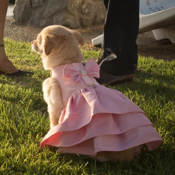 Puppy Pink Glitzerati Madison Dress