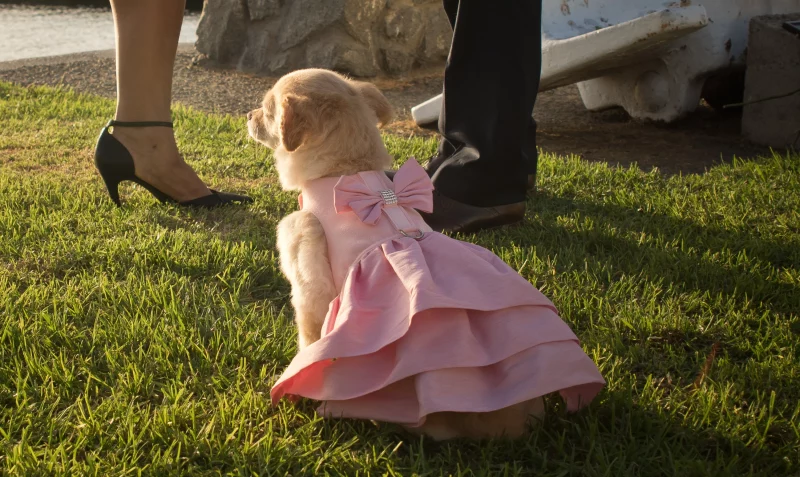 Puppy Pink Glitzerati Madison Dress