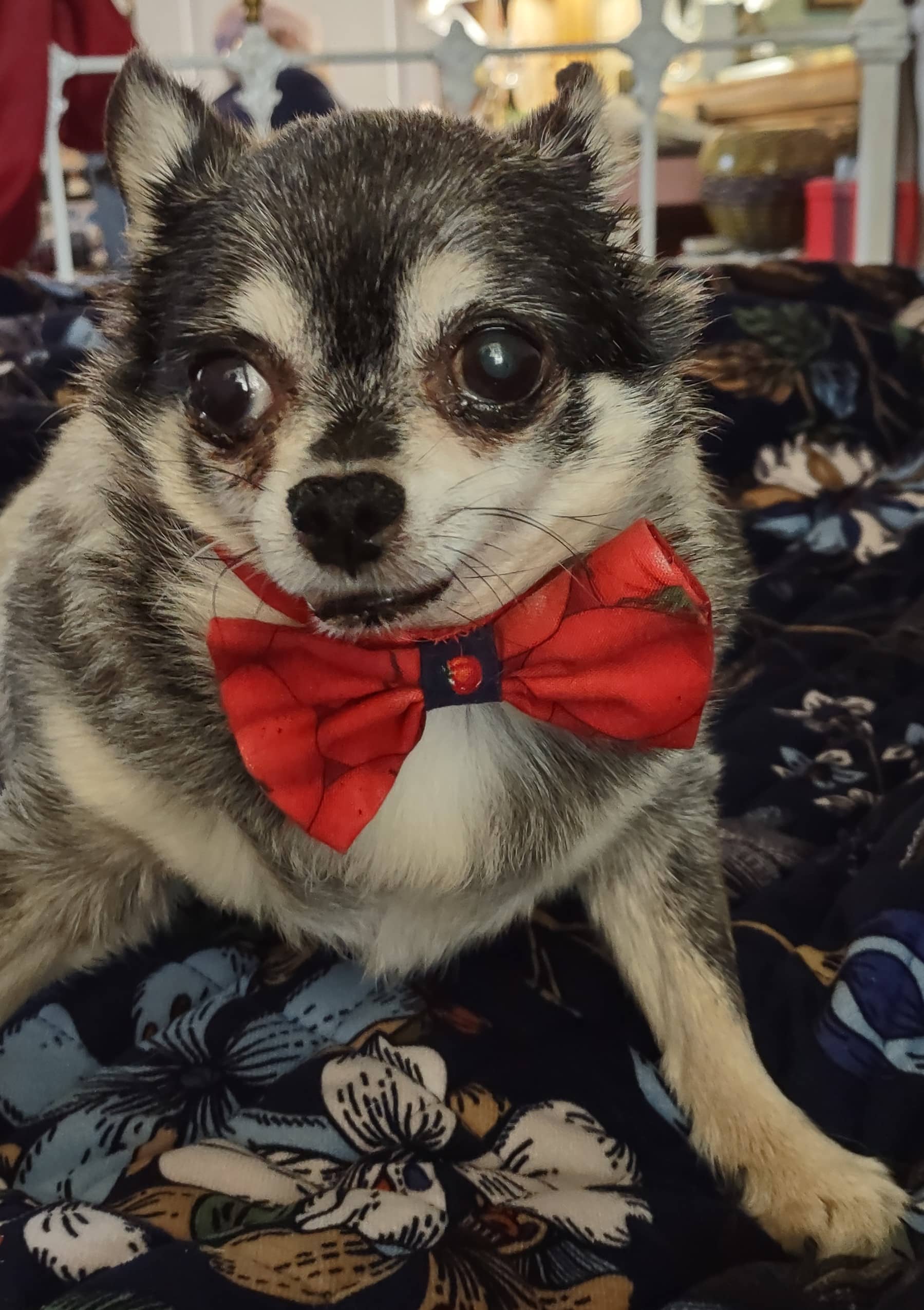 preppy dog essential｜TikTok Search