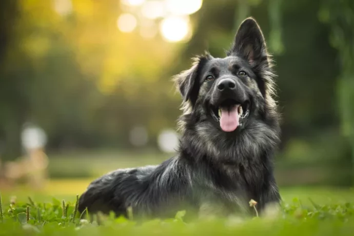 Dogs: History, evolution and behavior of our best friends