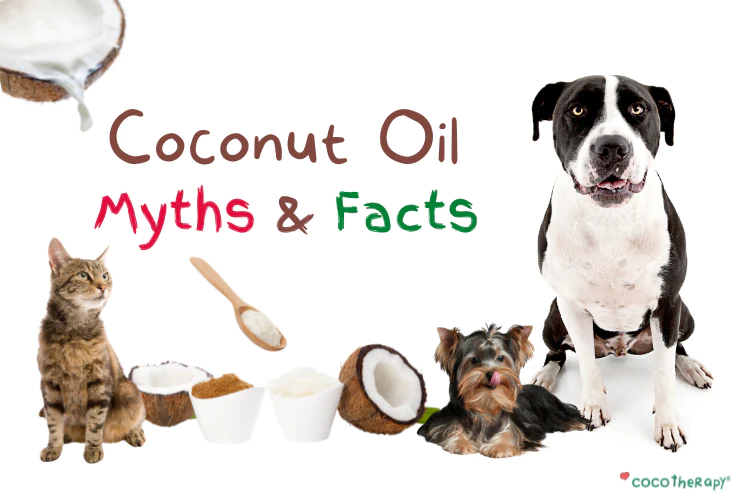Coconut Oil Myths and Facts
