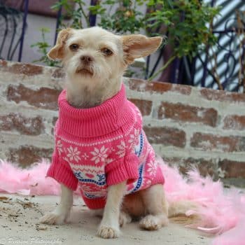Combed cotton snowflake hearts dog sweater - pink
