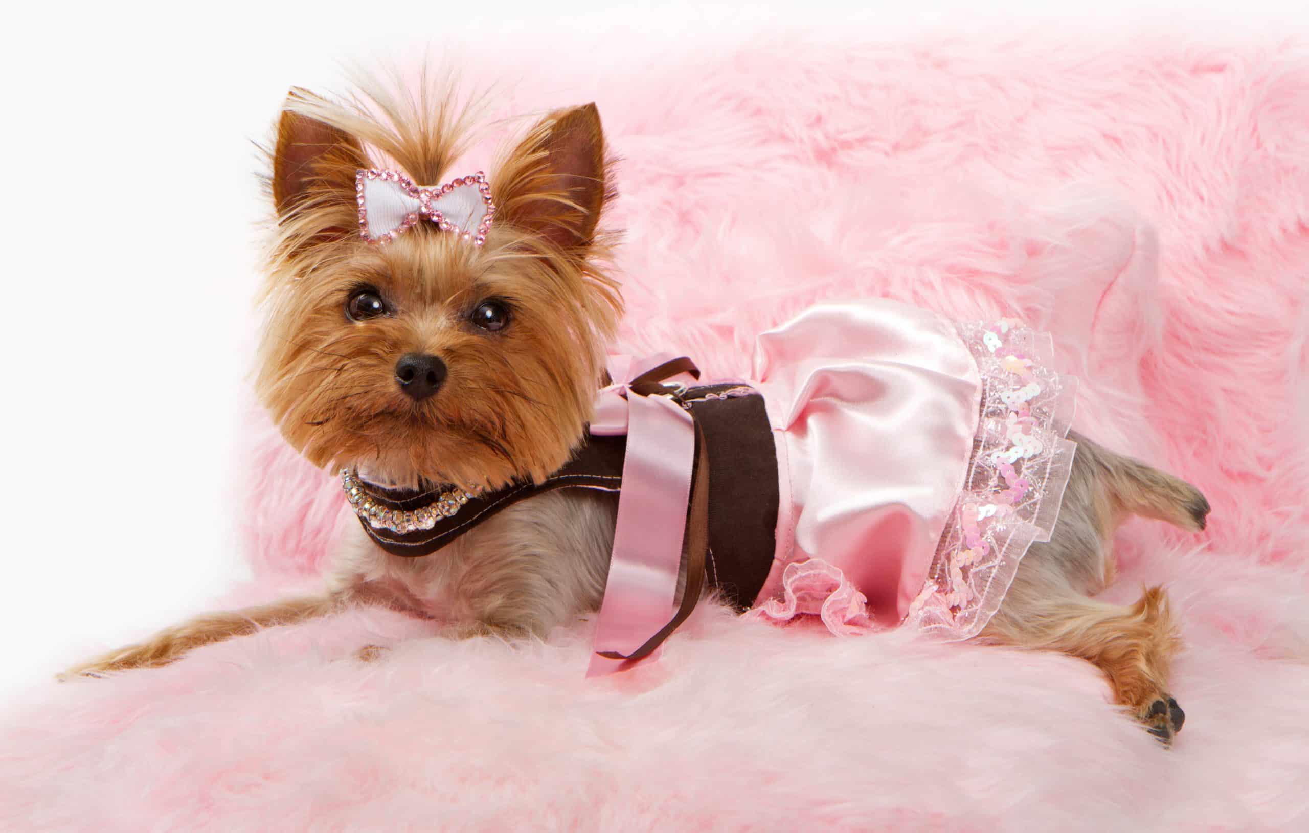 Preppy Princess Puppy Boutique