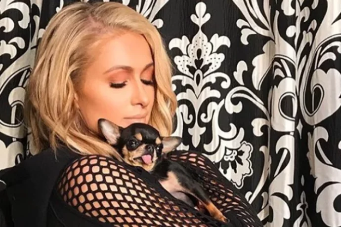 Paris Hilton is heartbroken as her beloved dog, Diamond Baby, has gone missing.