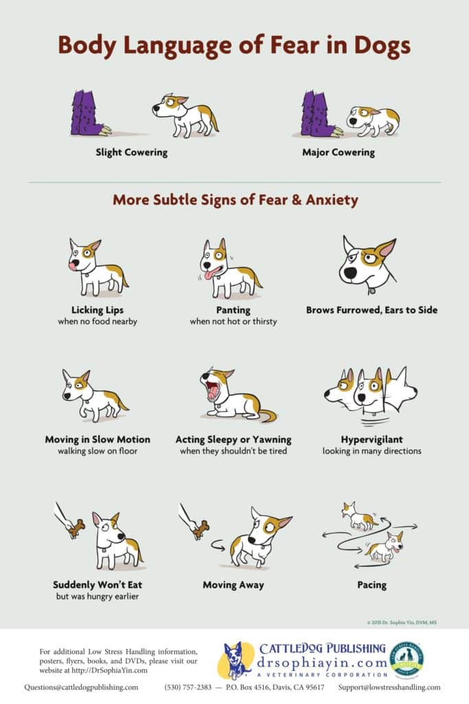 Signs of Stress in Dogs to Watch for During the Holidays