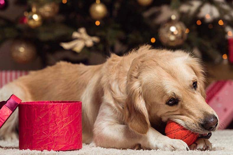 Signs of Stress in Dogs to Watch for During the Holidays