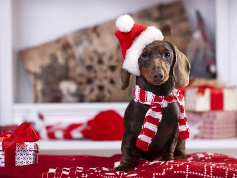 EFFECTIVE WAYS TO RELIEVE STRESS IN DOGS DURING THE HOLIDAYS
