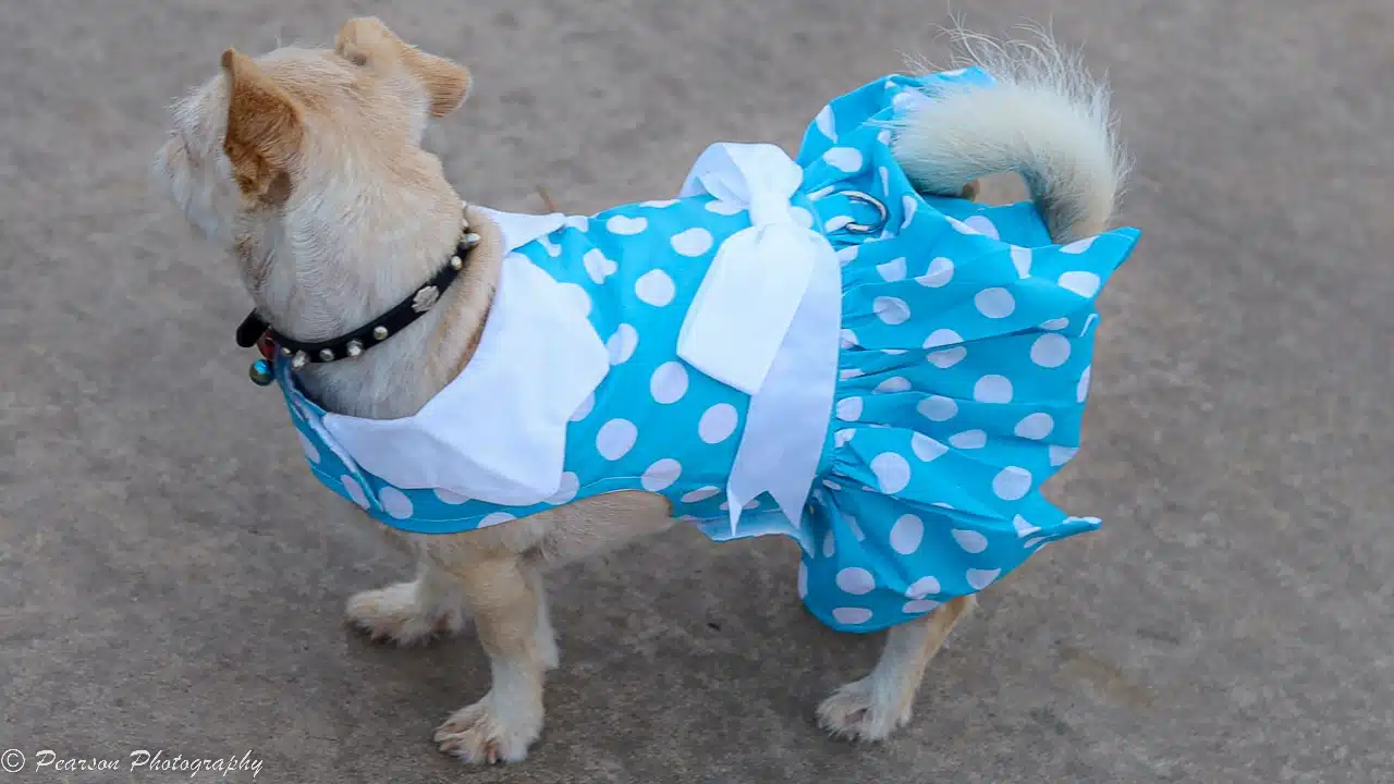 Blue Polka Dot Dog Dress with Matching Leash