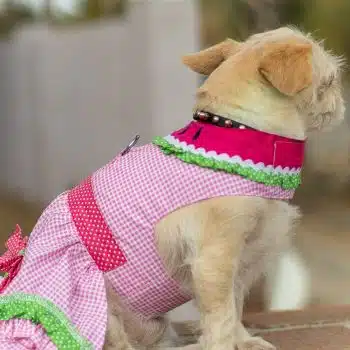 Watermelon Dog Harness Dress