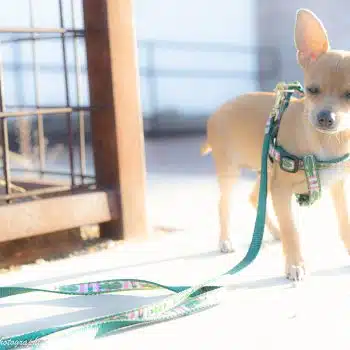 Alligator Small Breed Dog Lead